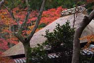 The thatched roof and autumn leaves