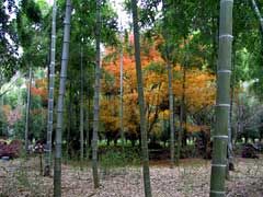 Bamboo and autumn leaves