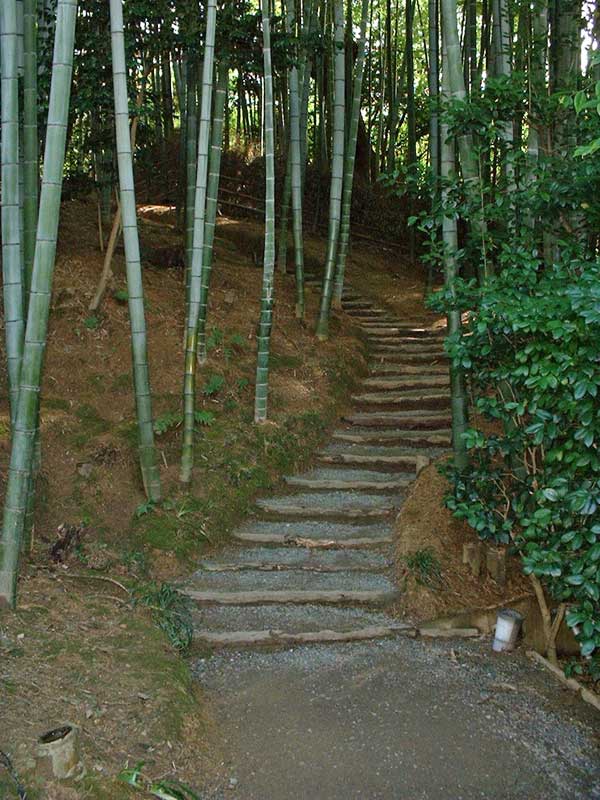 Stairs in bamboo grove