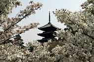 The pagoda and cherry blossoms