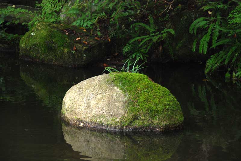 A stone in a pond