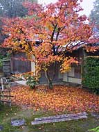 Fallen leaves in chaniwa (tea garden)