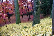 Fallen leaves of maple and ginkgo trees